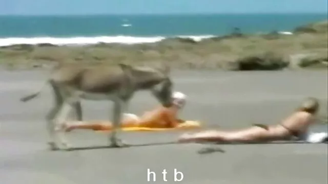 Divertido